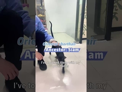 বার্কের সাহায্যে সহজেই শ্বাস নিন: আপনার পোষা প্রাণীর জন্য বন্ধুত্বপূর্ণ বায়ু সমাধান!