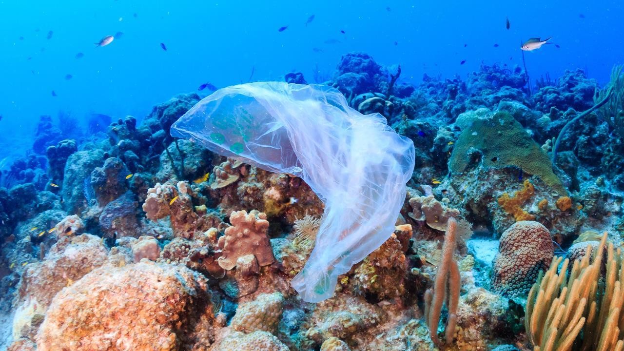 Latest company news about Coral Reef Degradation: The Release of Harmful Substances and the Role of Air Purifiers in Protecting Air Quality