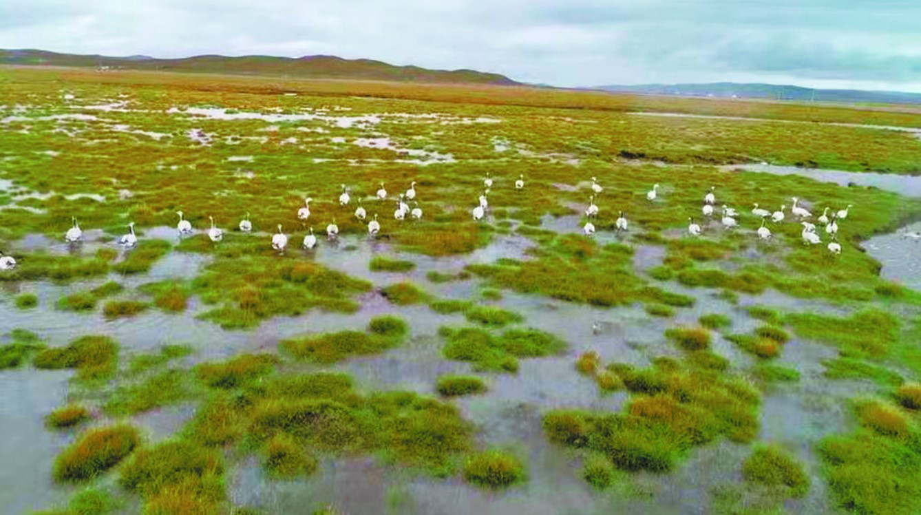 Latest company news about Methane Emissions from Wetlands: Understanding Their Impact on Air Quality and the Benefits of Air Purifiers